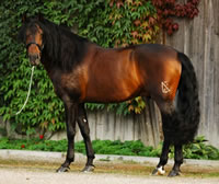 Pferd